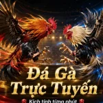 Đá Gà Trực Tuyến 12BET Tại 12betvn.info: Đọc Chi Tiết Giao Diện, Lịch Sử Cược Và Thông Báo Hệ Thống Để Quản Lý Phiên Chơi – Góc Kiểm Chứng Theo Tên Miền